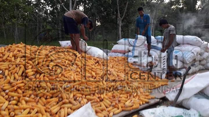 Kadis Tanaman Pangan Hortikultura dan Peternakan Prov Kalteng Panen Jagung Hibrida di Lahan Gambut Palangka Raya