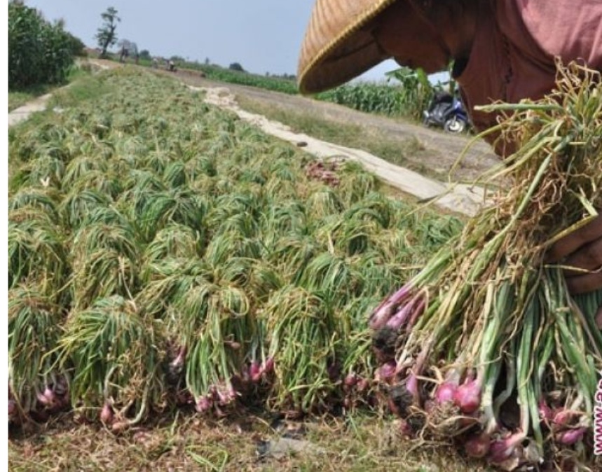 Biaya Pengembangan Komoditas Bawang Merah Mahal