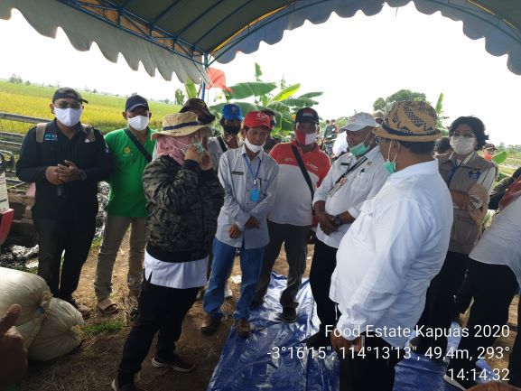 Kunker Plt Gubernur Kalteng  Dalam Rangka Panen Padi Hibrida Sembada dan Percepatan Tanam Kawasan Food Estate di Kabupaten Kapuas