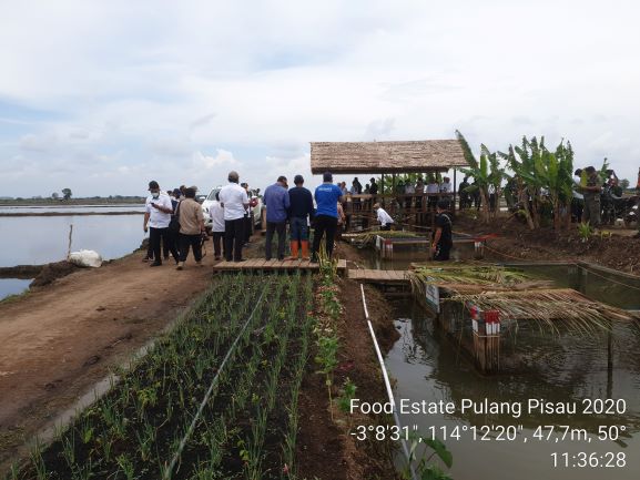 Plt Gubernur Kalteng Tinjau Lokasi Center Of Excellent (CoE) Food Estate di Desa Belanti Siam Kecamatan Pandih Batu Kabupaten Pulang Pisau