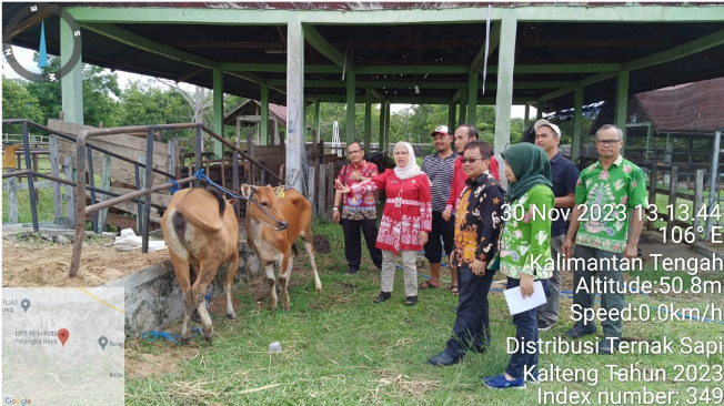 Pemprov Kalteng Melalui Dinas TPHP, Distribusi Ternak Sapi Bali Untuk Kabupaten/Kota