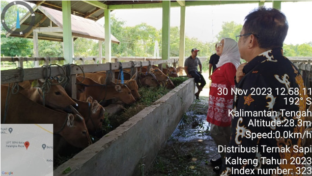 Pemprov Kalteng Melalui Dinas TPHP, Distribusi Ternak Sapi Bali Untuk Kabupaten/Kota