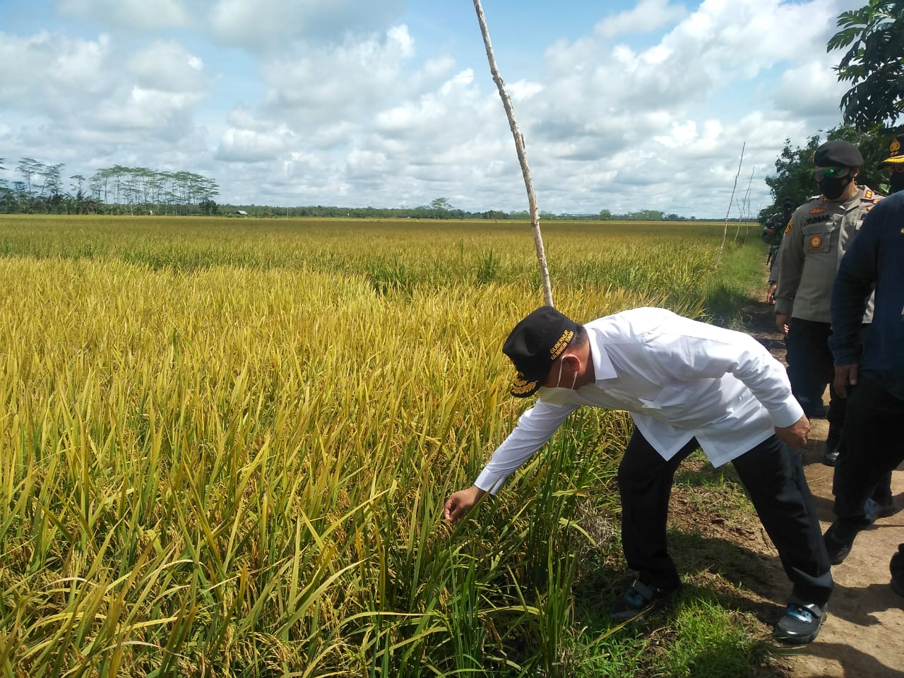 Gubernur Kalteng Tinjau  Lokasi Tanaman Padi yang Siap Panen beserta Hamparan Lokasi Food Estate di Desa Belanti Siam, Pulang Pisau