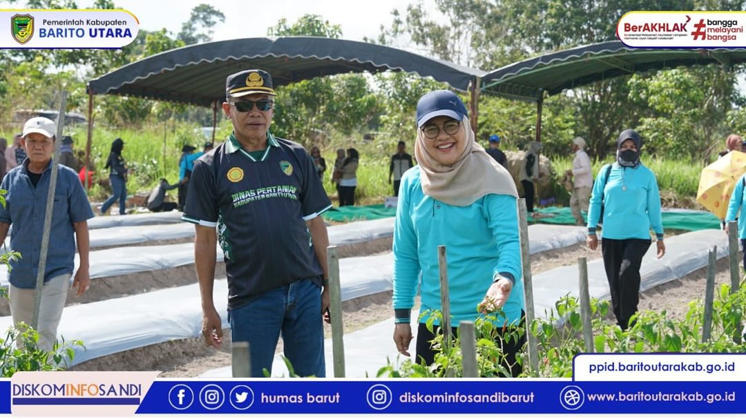 Pemerintah Kabupaten Barito Utara Dorong Budidaya Cabai Lewat Aksi Tanam Bersama