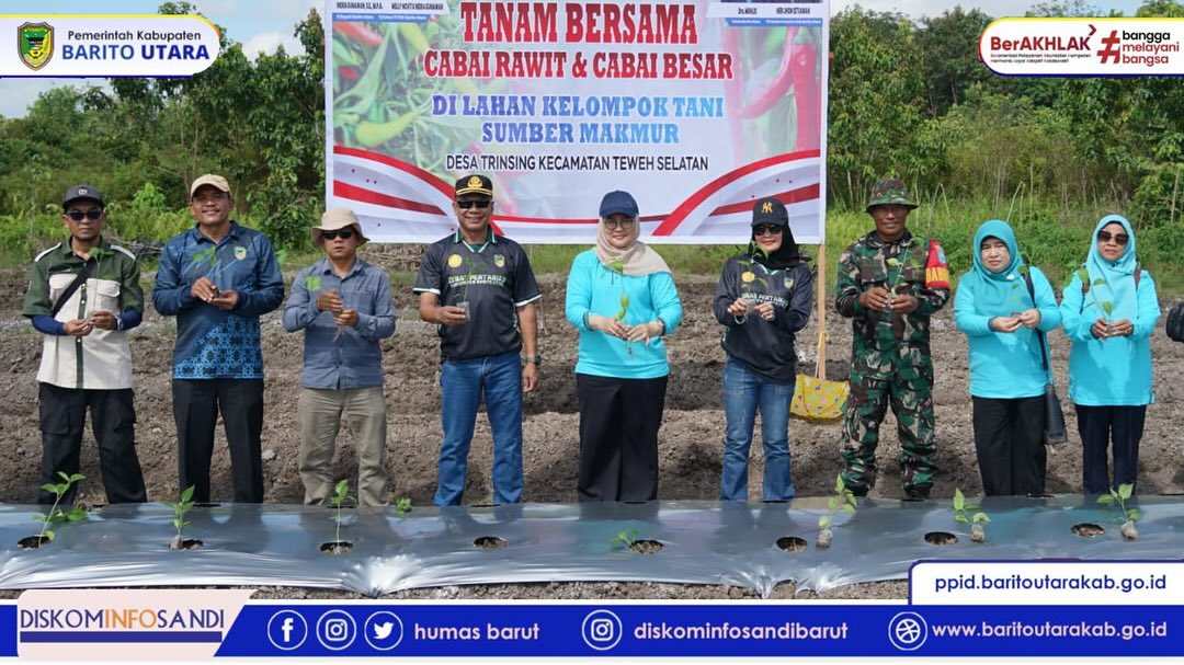 Pemerintah Kabupaten Barito Utara Dorong Budidaya Cabai Lewat Aksi Tanam Bersama