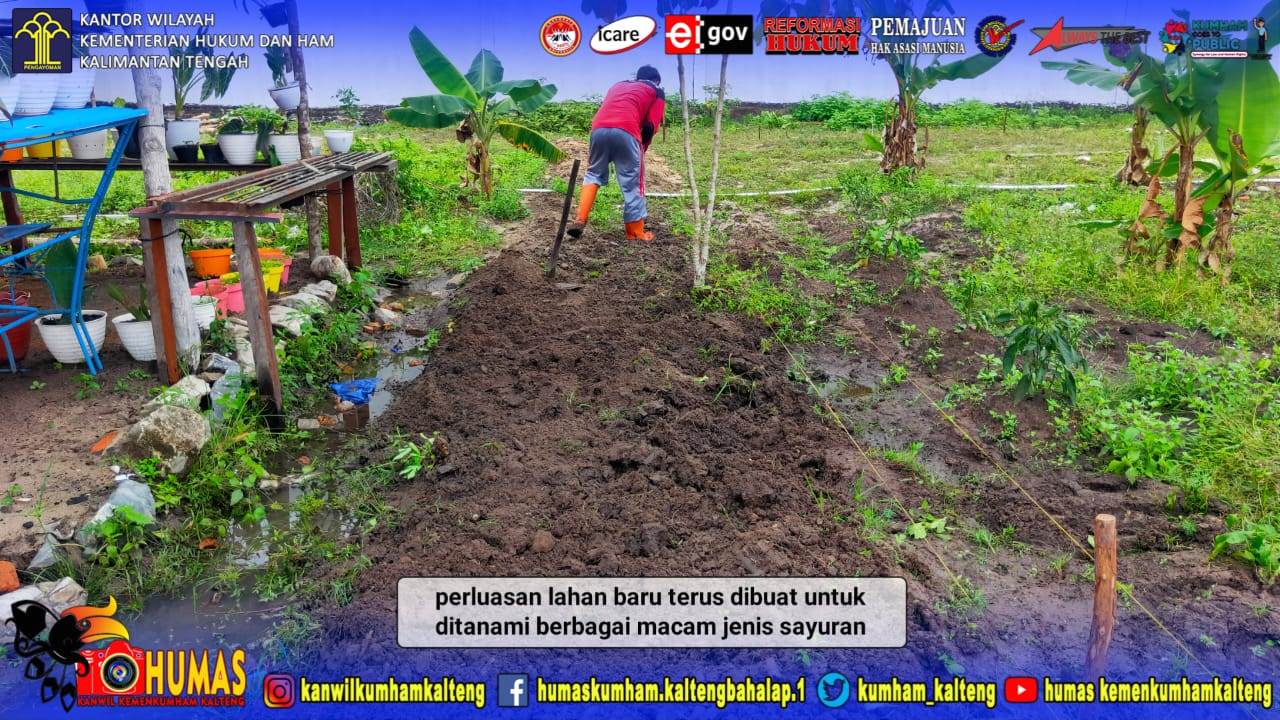 Gemar Bercocok Tanam, Lapas Sukamara Hidupkan Lahan Kosong