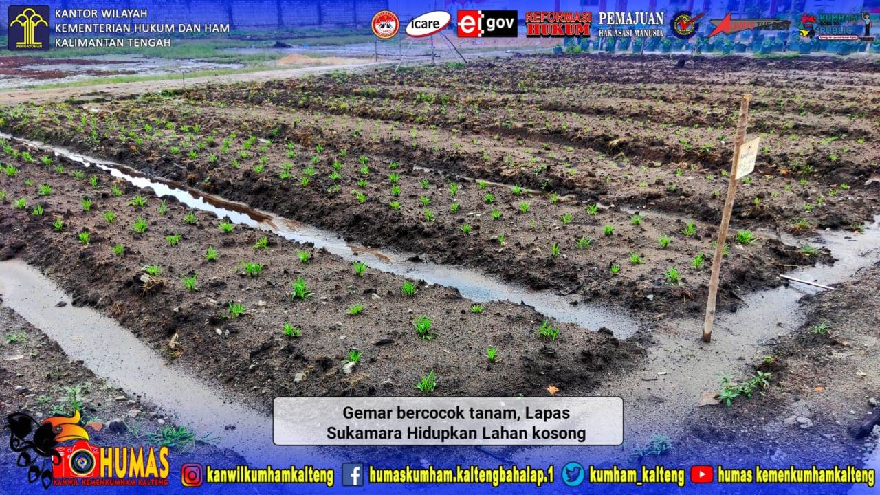 Gemar Bercocok Tanam, Lapas Sukamara Hidupkan Lahan Kosong