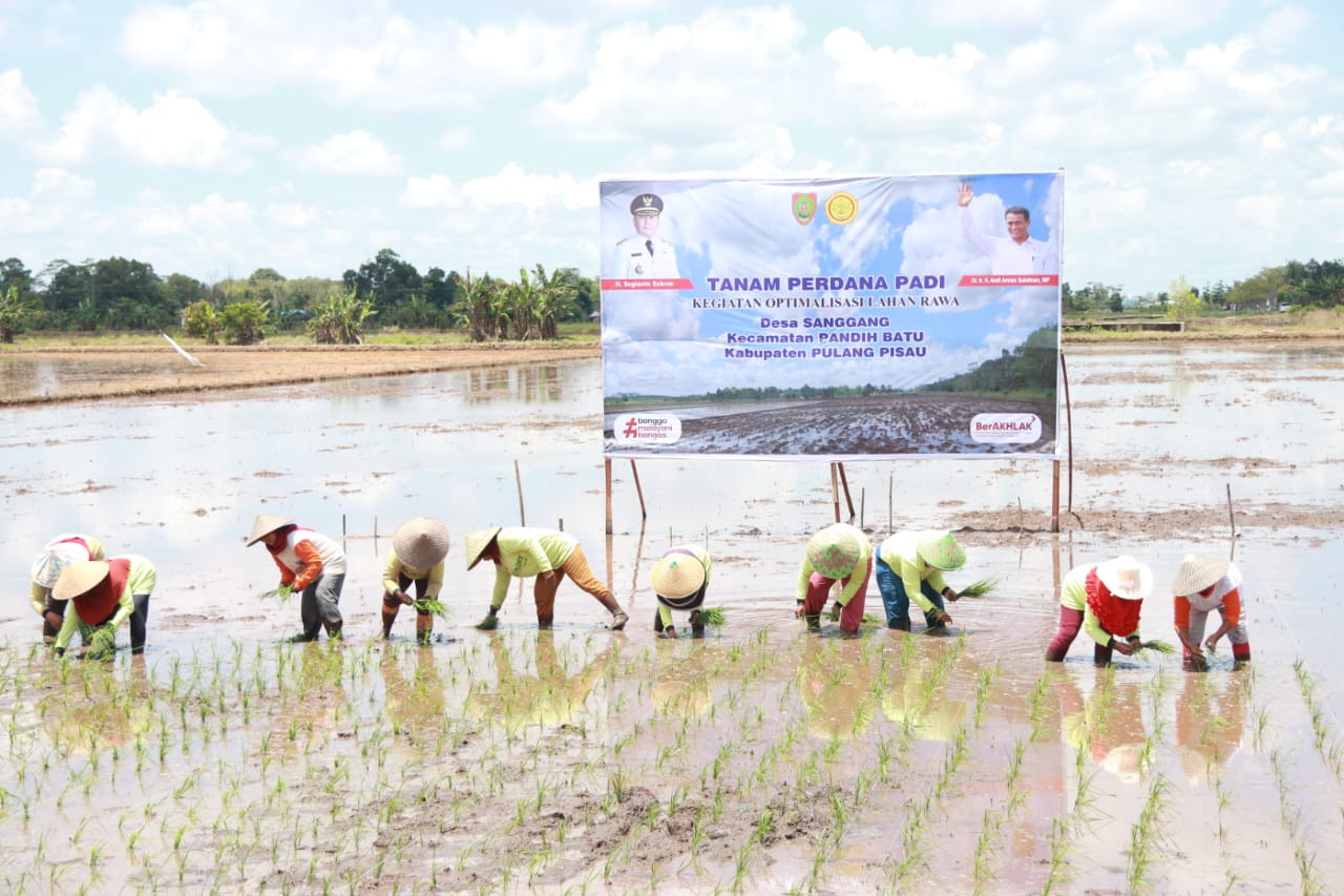 Melalui Program Optimalisasi Lahan Rawa, Petani di Pulpis Optimis Produksi Padi Meningkat