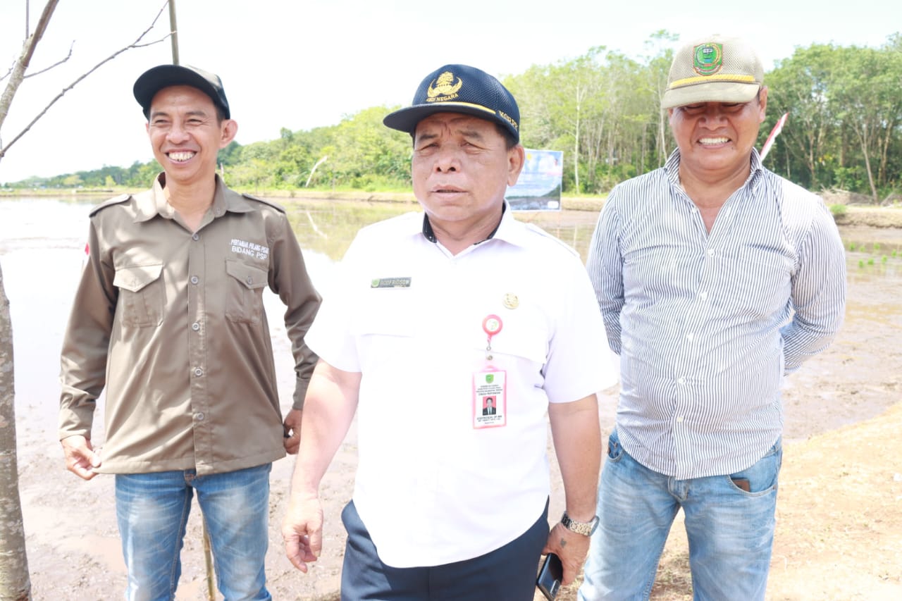 Melalui Program Optimalisasi Lahan Rawa, Petani di Pulpis Optimis Produksi Padi Meningkat
