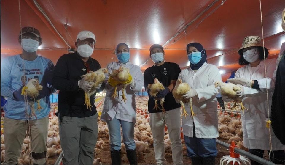 Perkuat Produksi Pangan Hewani, Kepala Dinas TPHP Provinsi Kalimantan Tengah Tinjau dan Panen Ayam Pedaging Close House