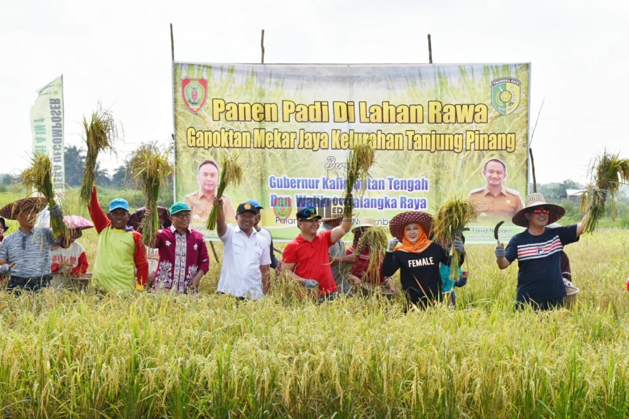 Dukung Penuh Pertanian di Kalteng, Gubernur Sugianto Panen, Tanam dan Olah Lahan Padi di Kelurahan Tanjung Pinang