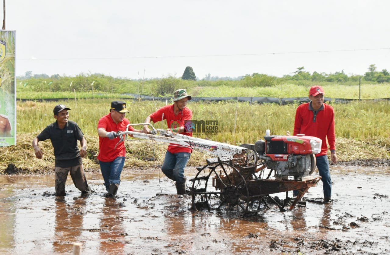 Dukung Penuh Pertanian di Kalteng, Gubernur Sugianto Panen, Tanam dan Olah Lahan Padi di Kelurahan Tanjung Pinang