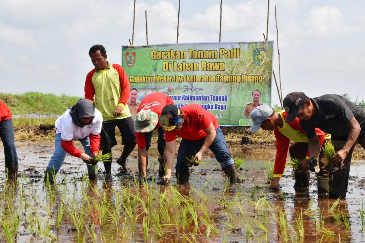 Dukung Penuh Pertanian di Kalteng, Gubernur Sugianto Panen, Tanam dan Olah Lahan Padi di Kelurahan Tanjung Pinang