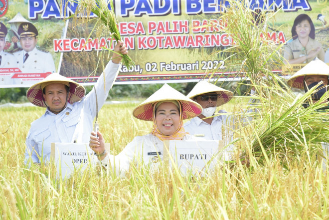 Bupati Hj Nurhidayah Hadiri Panen Raya Padi di Desa Palih Baru