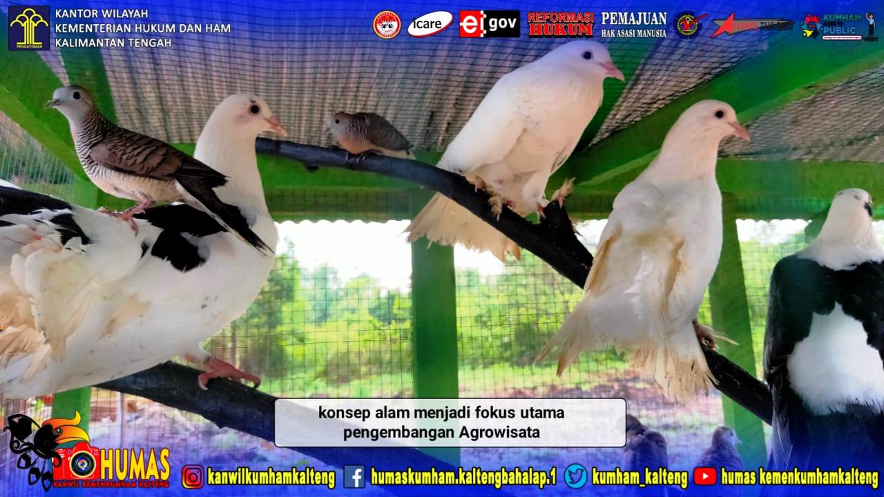 Pelihara Burung di Sekitar Agro, Lapas Sukamara Kembangkan Wisata Bernuansa Alam