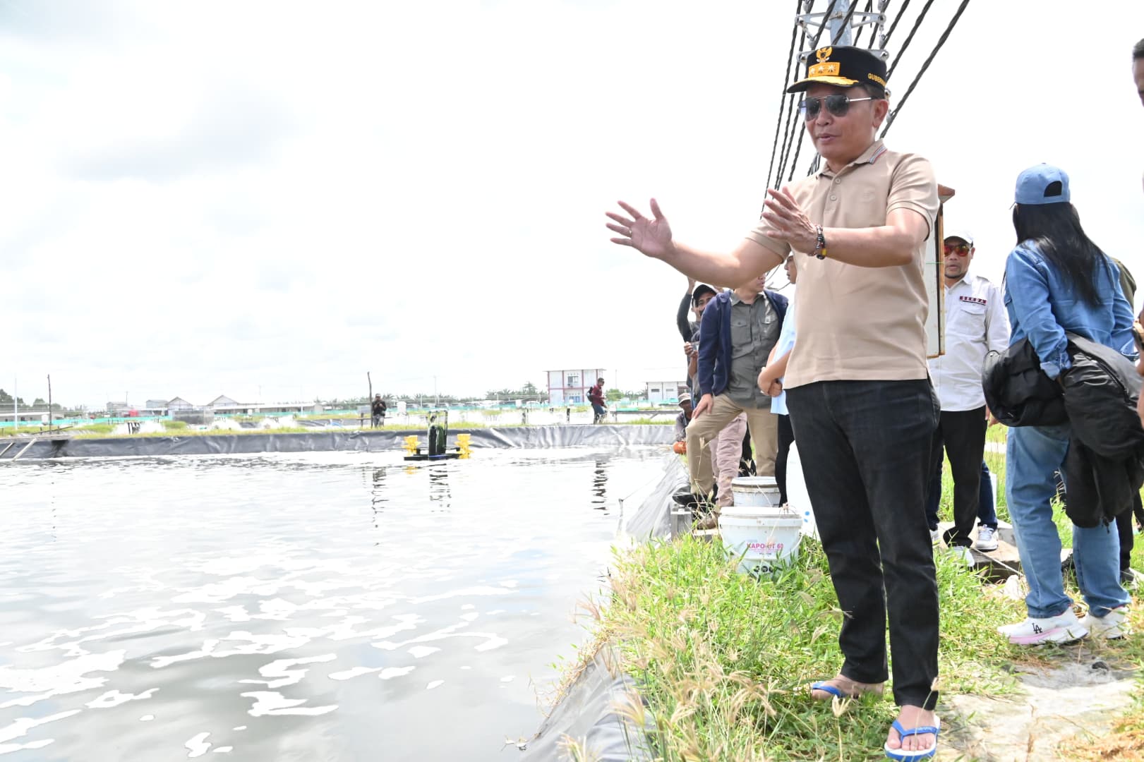 Gubernur Agustiar Sabran Bersamai Langsung Panen Parsial Udang Vaname Shrimp Estate Berkah