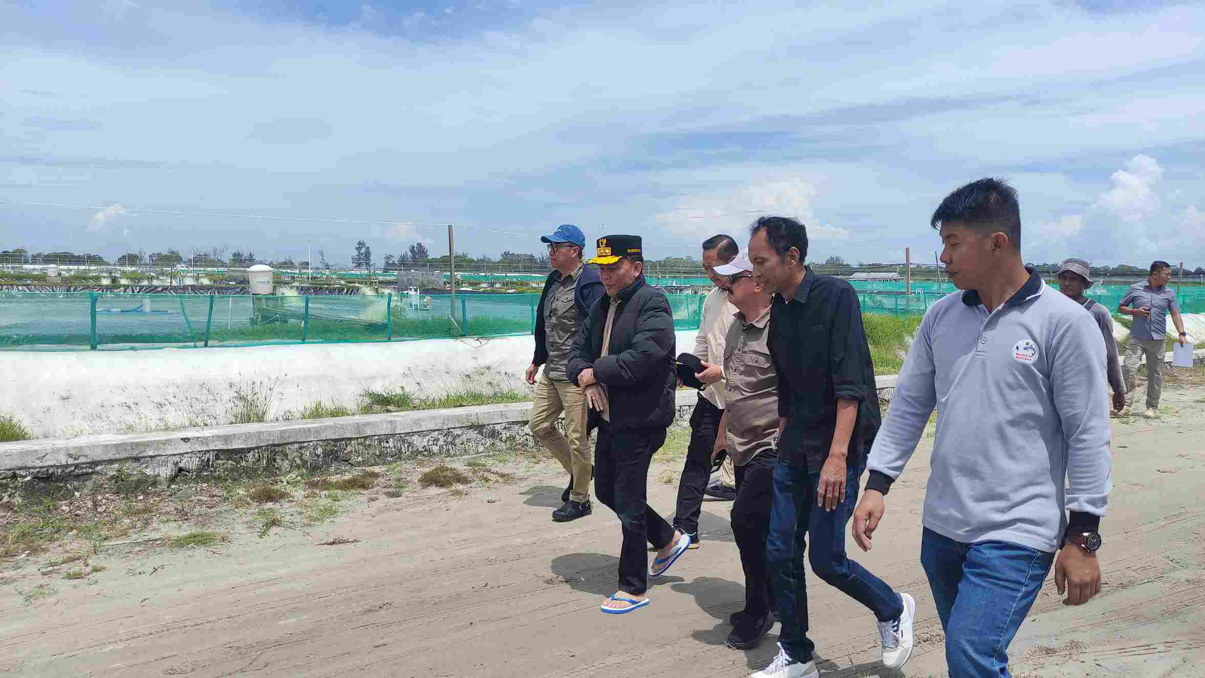 Gubernur Agustiar Sabran Bersamai Langsung Panen Parsial Udang Vaname Shrimp Estate Berkah