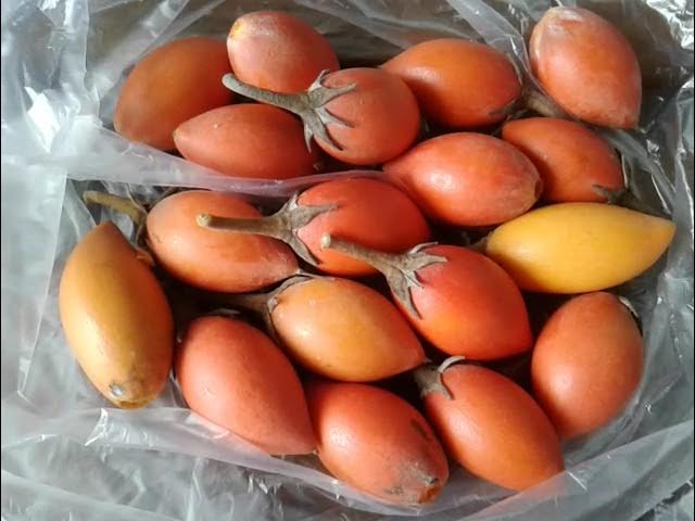 Gak Cuma Hutan! Ini Dia 5 Buah Ajaib Khas Kalteng yang Wajib Dicoba!