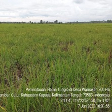 Upaya Pemerintah Provinsi Kalimantan Tengah  dalam Pengendalian Penyakit Tungro