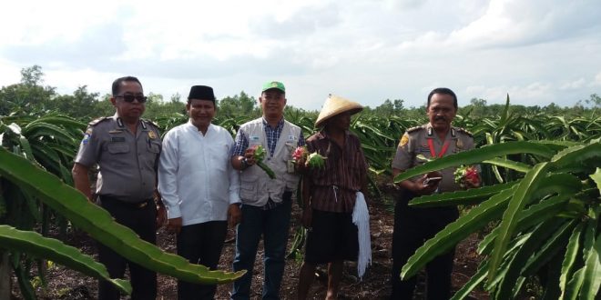 Pertanian Kalampangan Bisa Jadi Agro Wisata