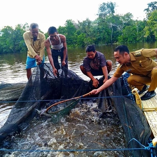 Walikota Panen Perdana Lele Dumbo di Kelurahan Marang