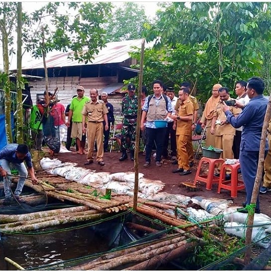 Walikota Panen Perdana Lele Dumbo di Kelurahan Marang