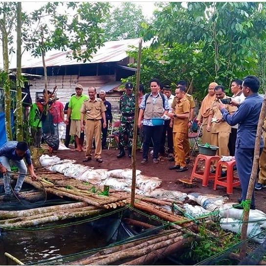 Walikota Panen Perdana Lele Dumbo di Kelurahan Marang