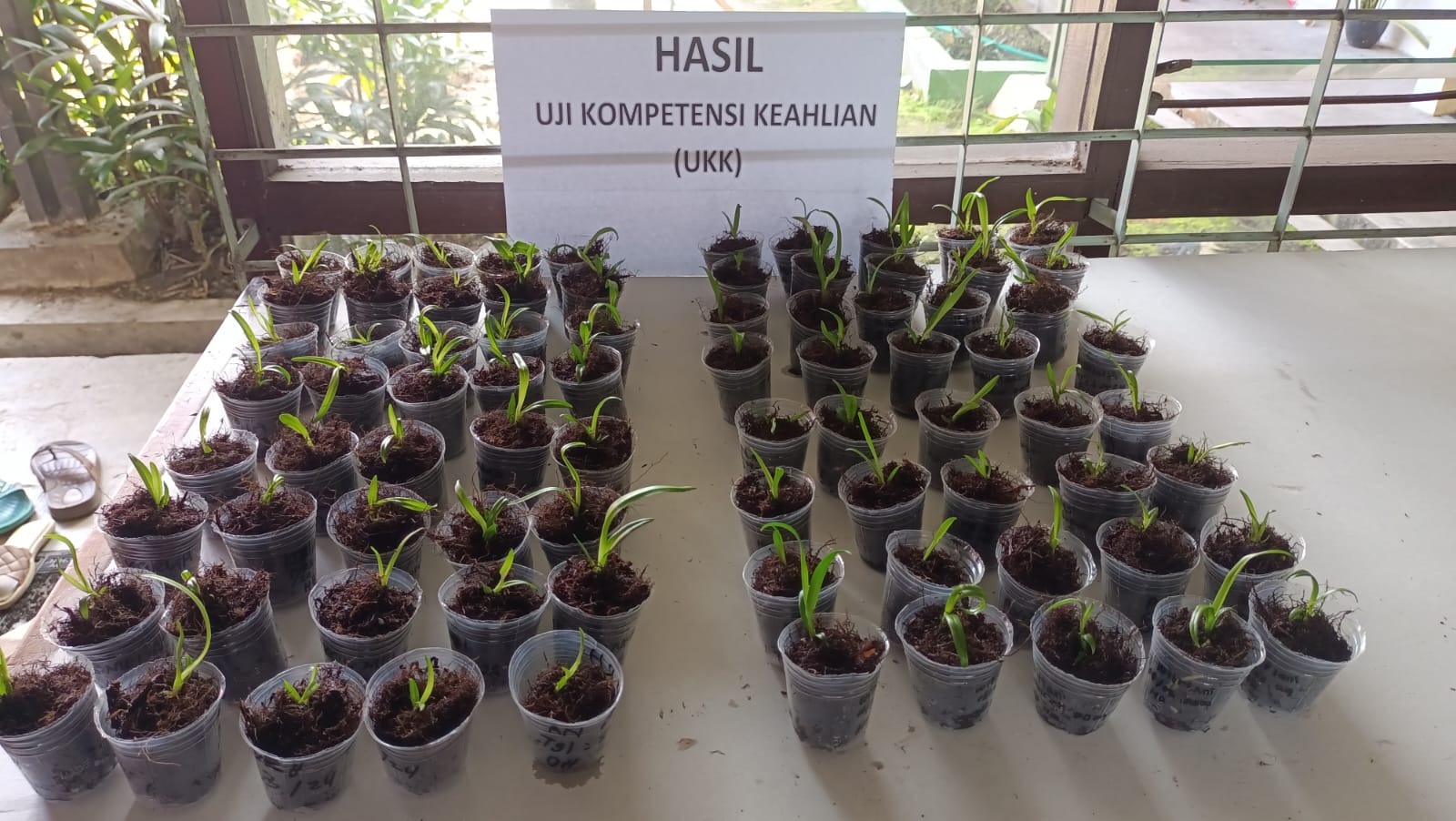 Dinas TPHP Prov Kalteng Laksanakan Uji Kompetensi Keahlian Kultur Jaringan Bagi Siswa SMK Pertanian