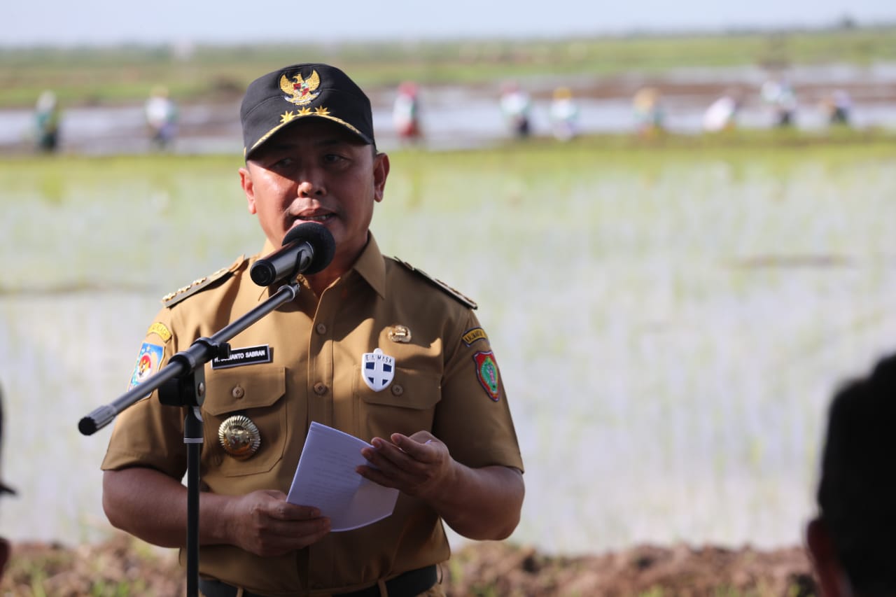 Gubernur Kalteng : 98,8% Tanaman Padi Food Estate di Dadahup Sudah Ditanam