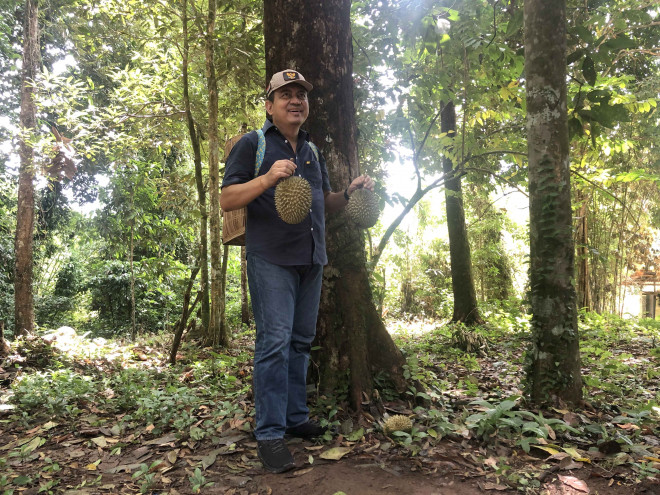 Kunjungi Desa Panahan, Pj Bupati Kobar Menyandau Durian bersama Masyarakat