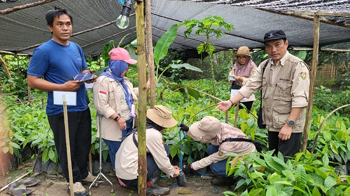 Dukung Pengembangan Kakao di Kalteng, Disbun Siap Salurkan Bibit Kakao Unggul