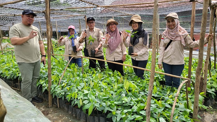 Dukung Pengembangan Kakao di Kalteng, Disbun Siap Salurkan Bibit Kakao Unggul