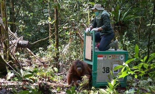 Enam Orangutan Dilepasliarkan Ke TNBBBR Di Hari Konservasi Satwa Liar Sedunia