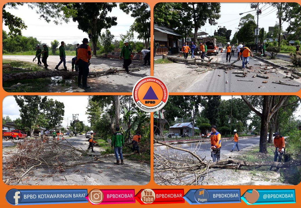 Antisipasi Pohon Tumbang, BPBD Kobar Tebang Pohon Di Jalan Bhayangkara