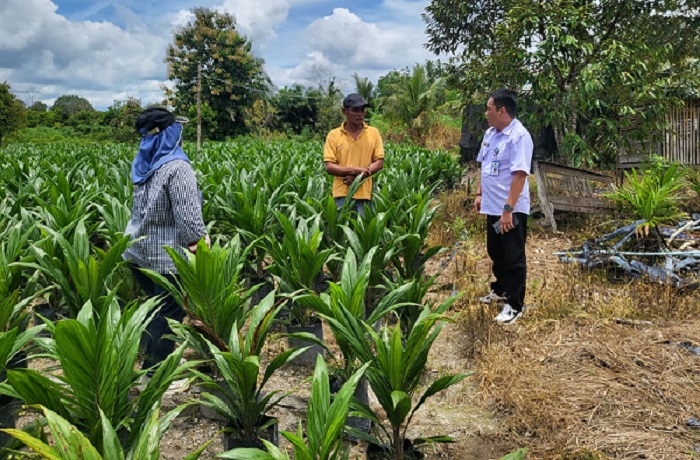 Lakukan Monitoring dan Sertifikasi Benih Kelapa Sawit, Disbun Pastikan Mutu Benih Yang Beredar Sesuai Standar