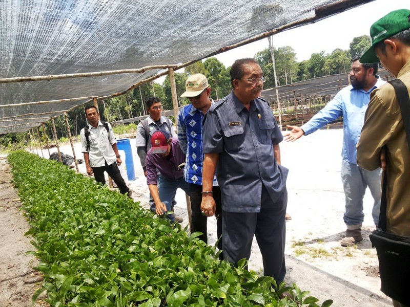 Komisi B Tinjau HTI Akasia PT IFP