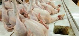 Harga Ayam Kembali Normal Pasca Natal dan Tahun Baru 2019