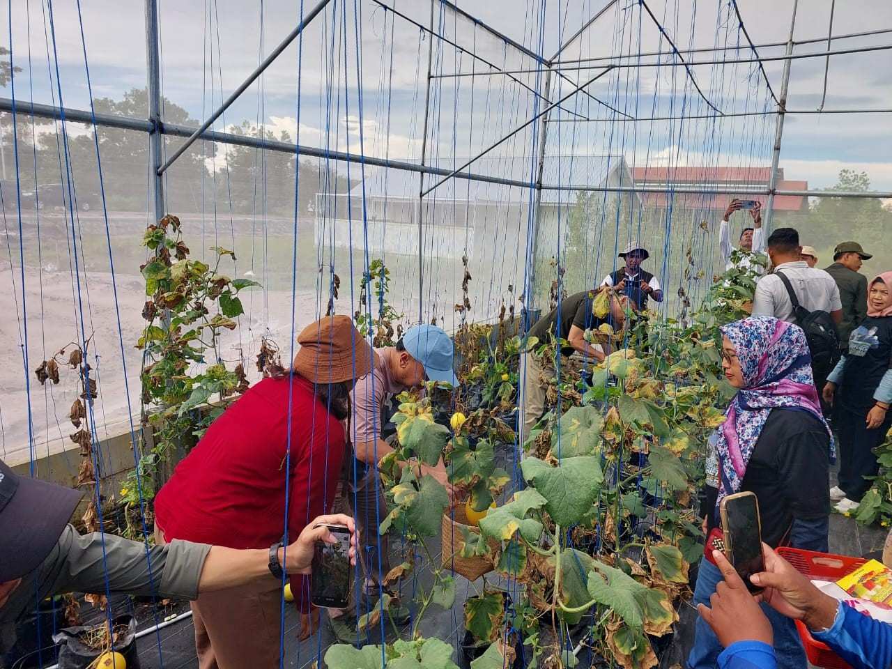 Gubernur Kalimantan Tengah H. Sugianto Sabran Panen Melon di Smart Green House Jalan Tjilik Riwut Km 38 Palangka Raya