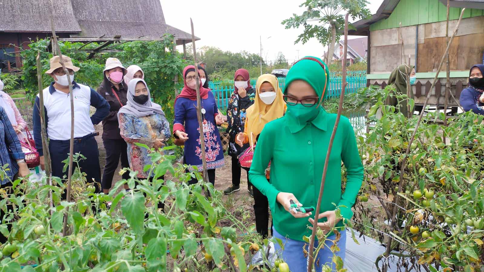 Ketua TP PKK Ivo Sugianto Sabran Tinjau Kebun Percontohan dan Lakukan Panen Bersama