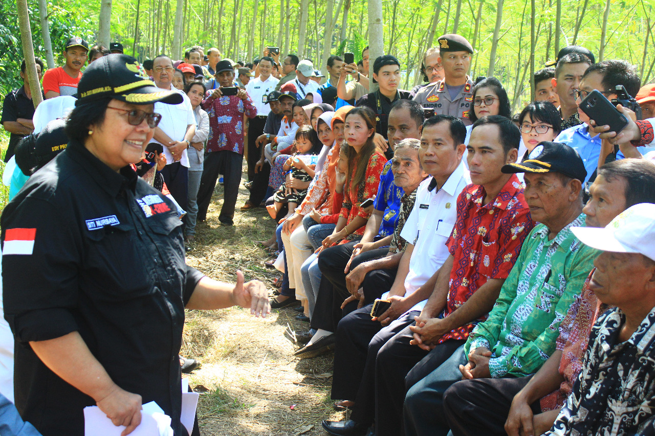 Tinjau Pabrik dan Kebun Sengon, Menteri LHK Optimis Akan Prospek Kedepannya