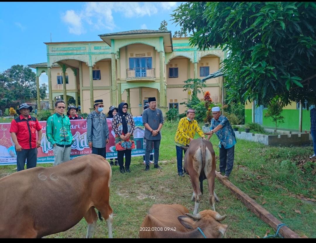 Gubernur Kalteng Salurkan Bantuan Hewan Kurban Sebanyak 77 Ekor Sapi untuk Kabupaten Kapuas 