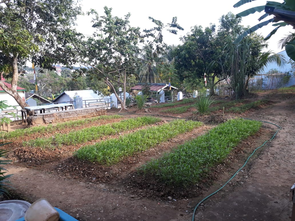 Lapas Muara Teweh Hijaukan Lahan Kosong Dengan Tanaman Sayur Sayuran 