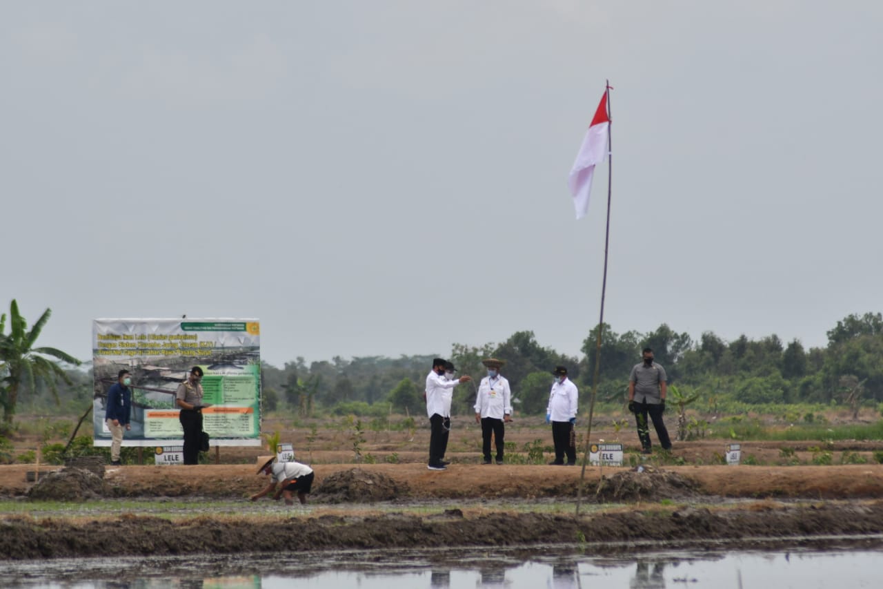 Presiden Joko Widodo Lakukan Tanam Perdana Belanti Siam 