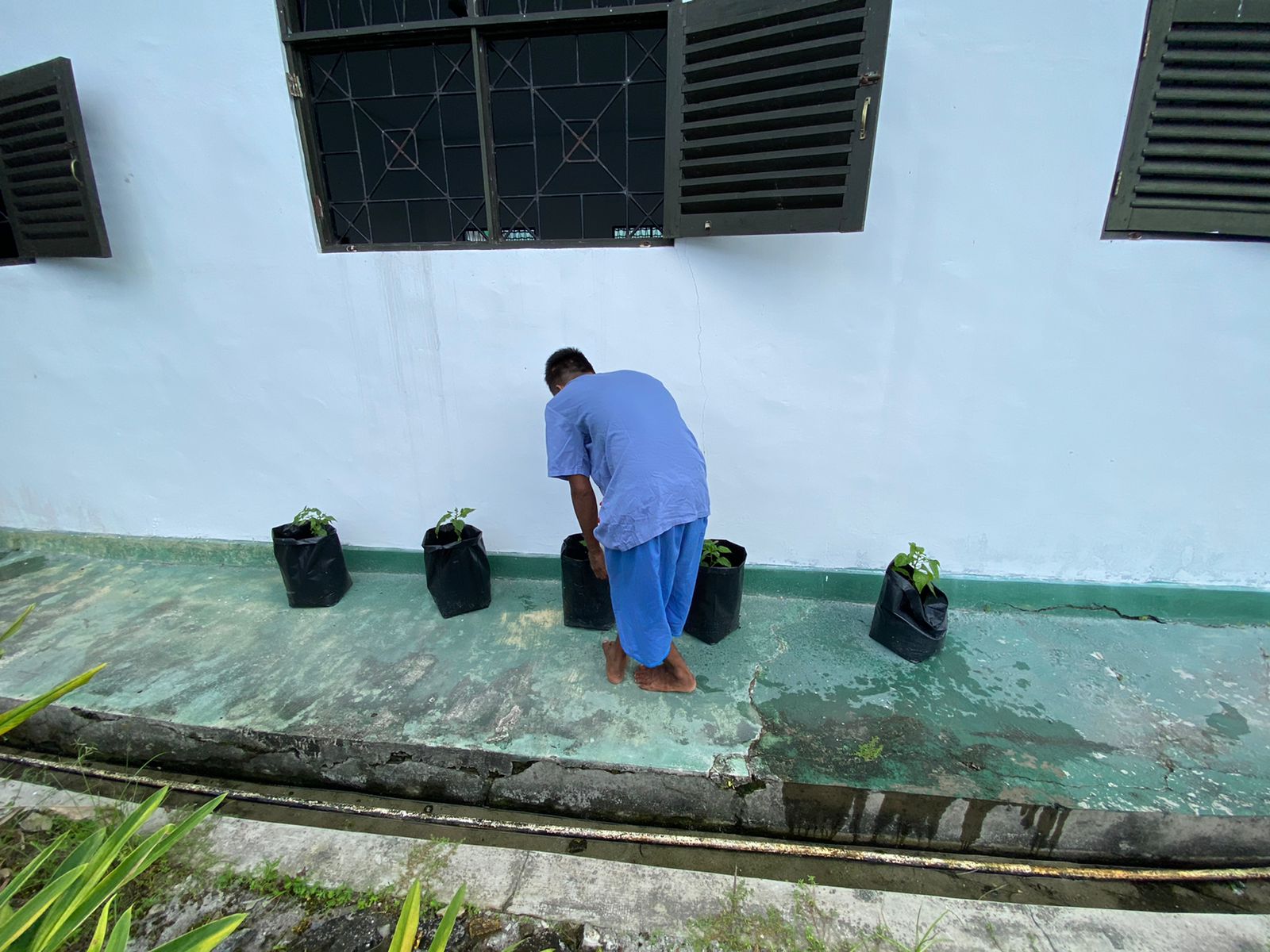 Dukung Program Sakuyan Lombok, RSJ Kalawa Atei Tanam Cabai