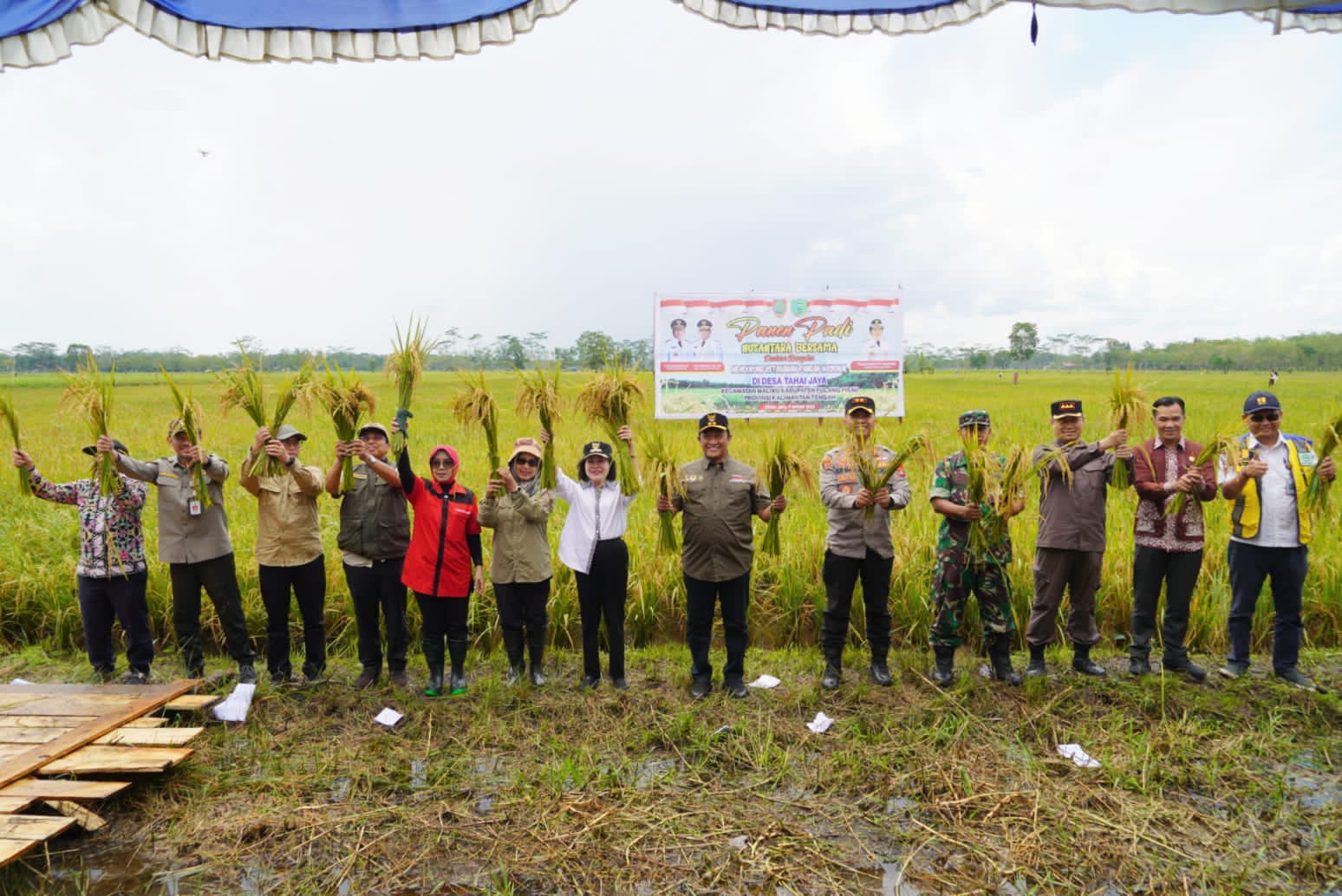 Wakil Gubernur Kalteng Panen Padi Nusantara di Desa Tahai Jaya, Kabupaten Pulang Pisau