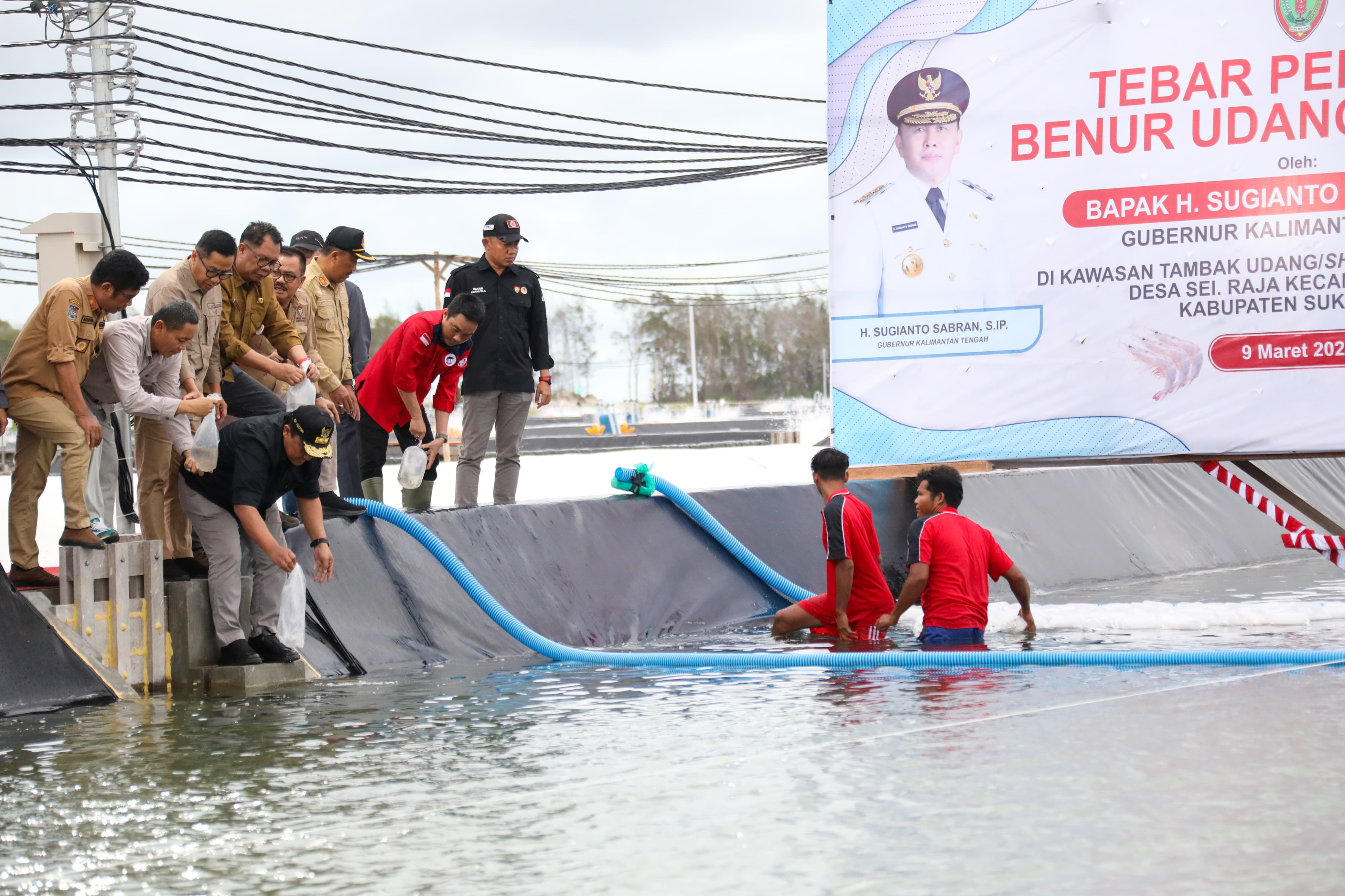 Kepala Dislutkan Prov. Kalteng Dampingi Wagub Kalteng Tebar Perdana Benur Udang Vaname Di Shrimp Estate BERKAH