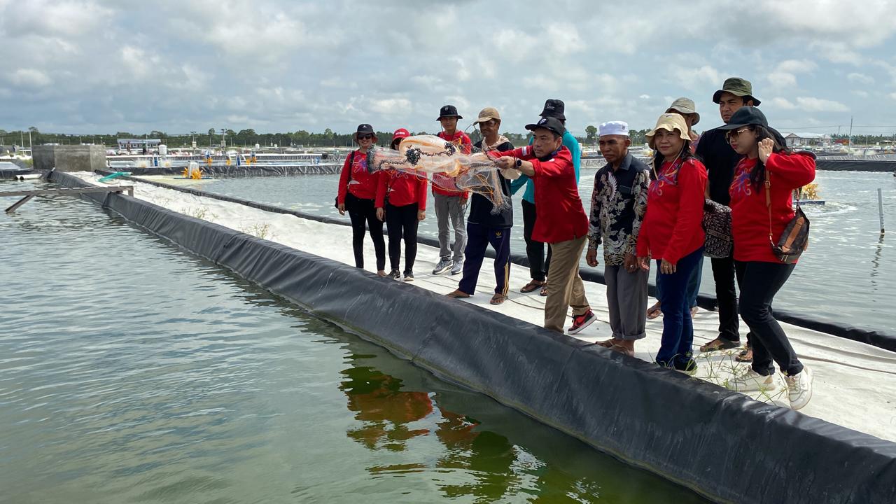 Tingkatkan Produktifitas, Dislutkan Prov. Kalteng Panen Parsial Pertama Udang Vaname Shrimp Estate BERKAH