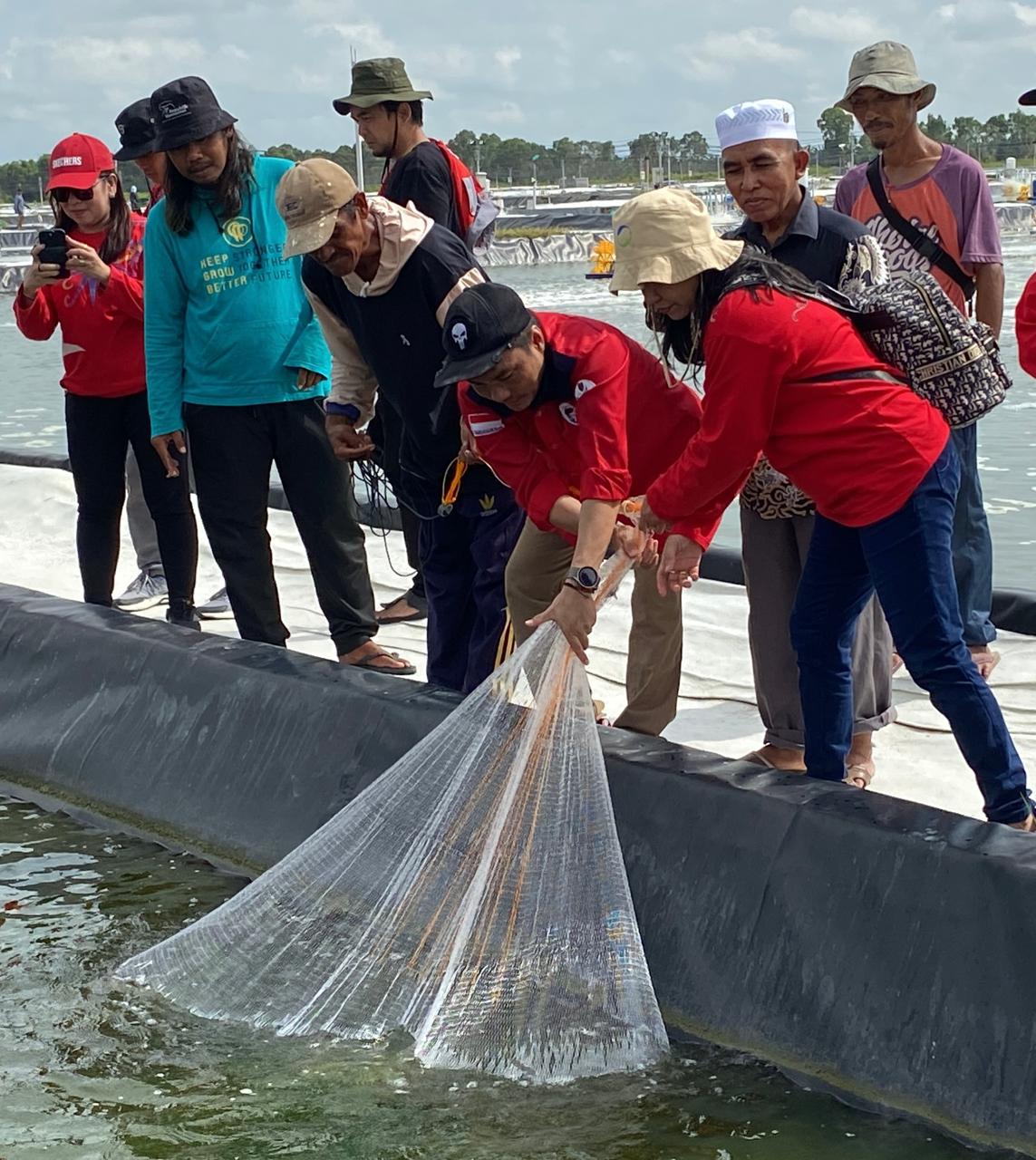 Tingkatkan Produktifitas, Dislutkan Prov. Kalteng Panen Parsial Pertama Udang Vaname Shrimp Estate BERKAH