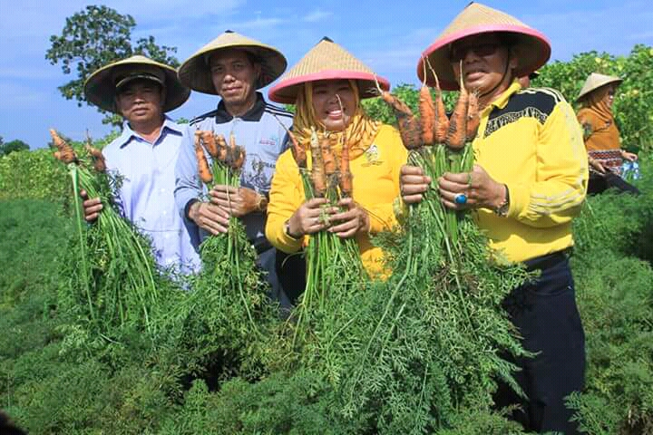 Setahun Dikembangkan, Budidaya Hortikultura Kobar Tumbuh Pesat 