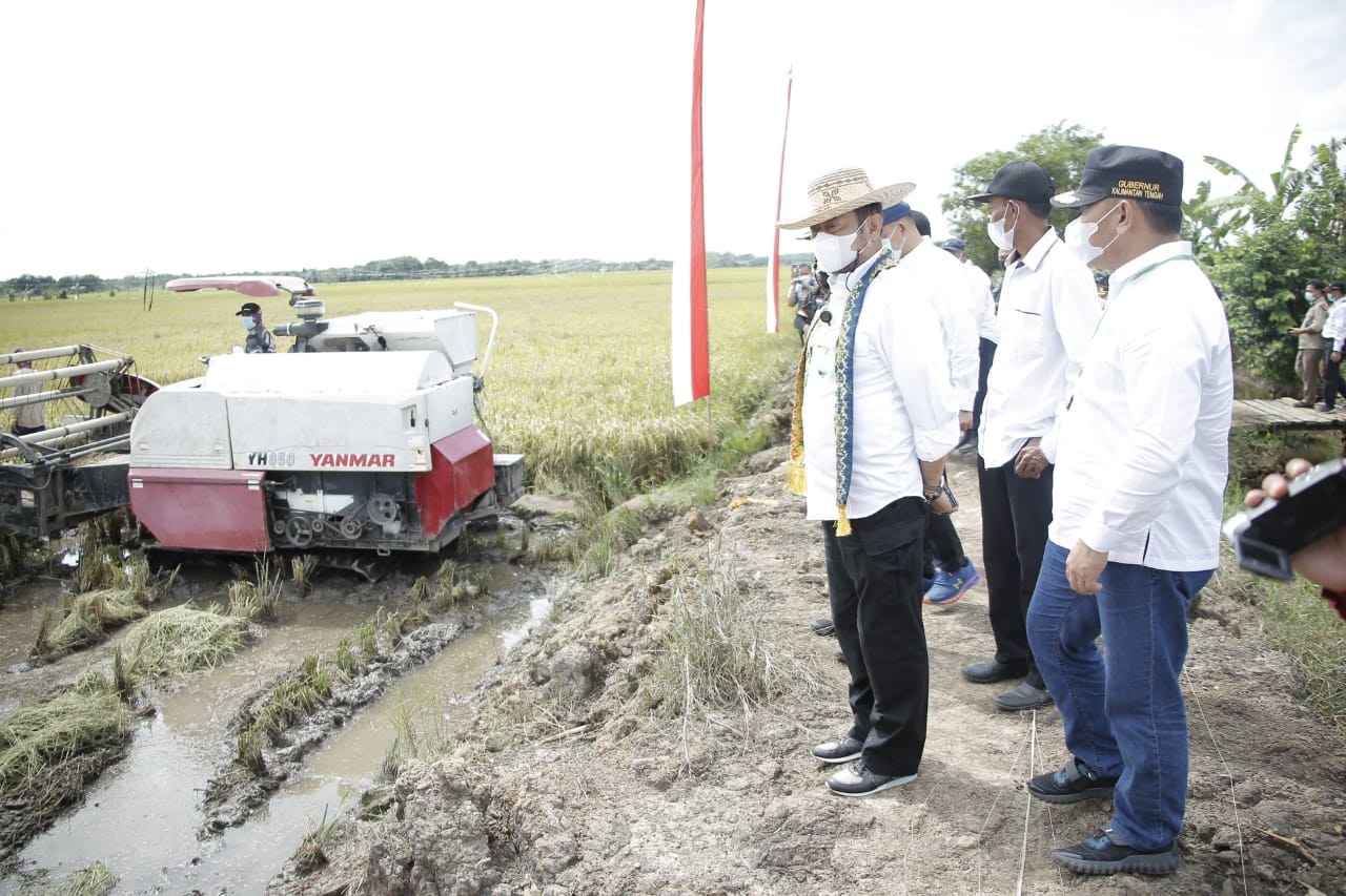Panen Padi Perdana di Desa Gadabung Pulang Pisau, Mentan Optimis Food Estate di Kalteng Berhasil